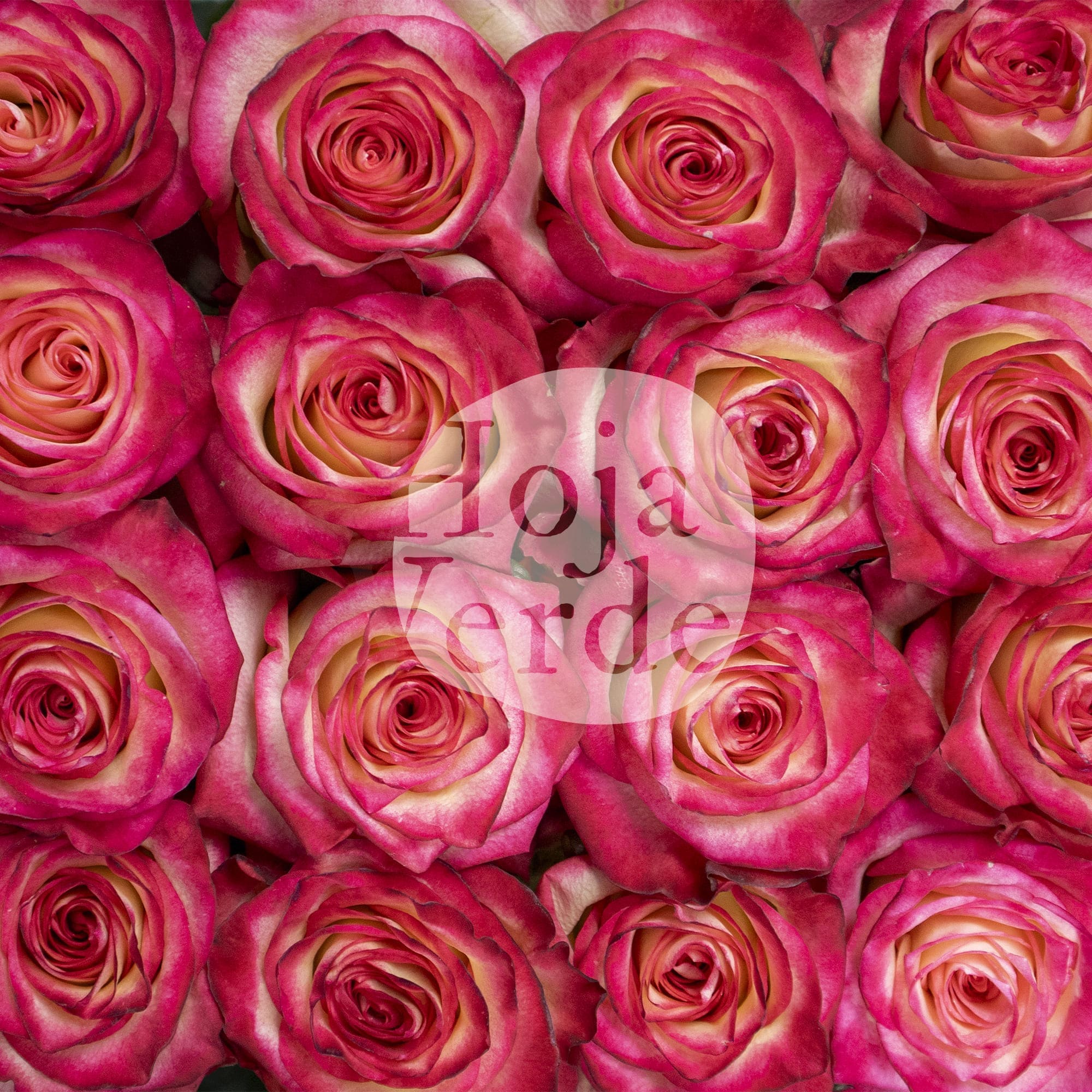 Discovery by Hoja Verde, a bi-colored rose with creamy petals and vivid hot pink edges.