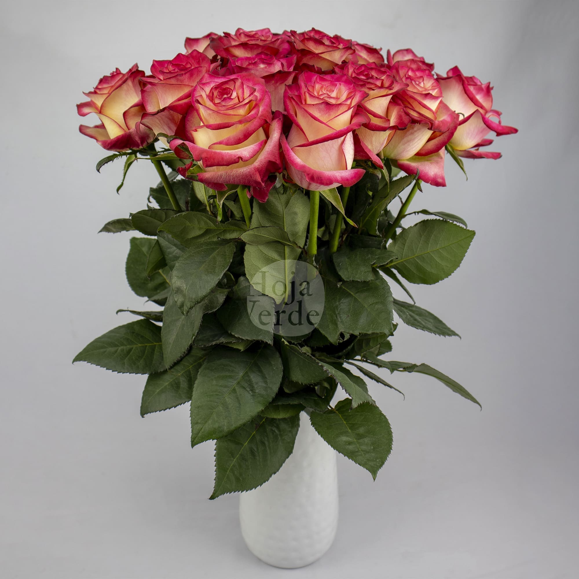 Discovery by Hoja Verde, a bi-colored rose with creamy petals and vivid hot pink edges.
