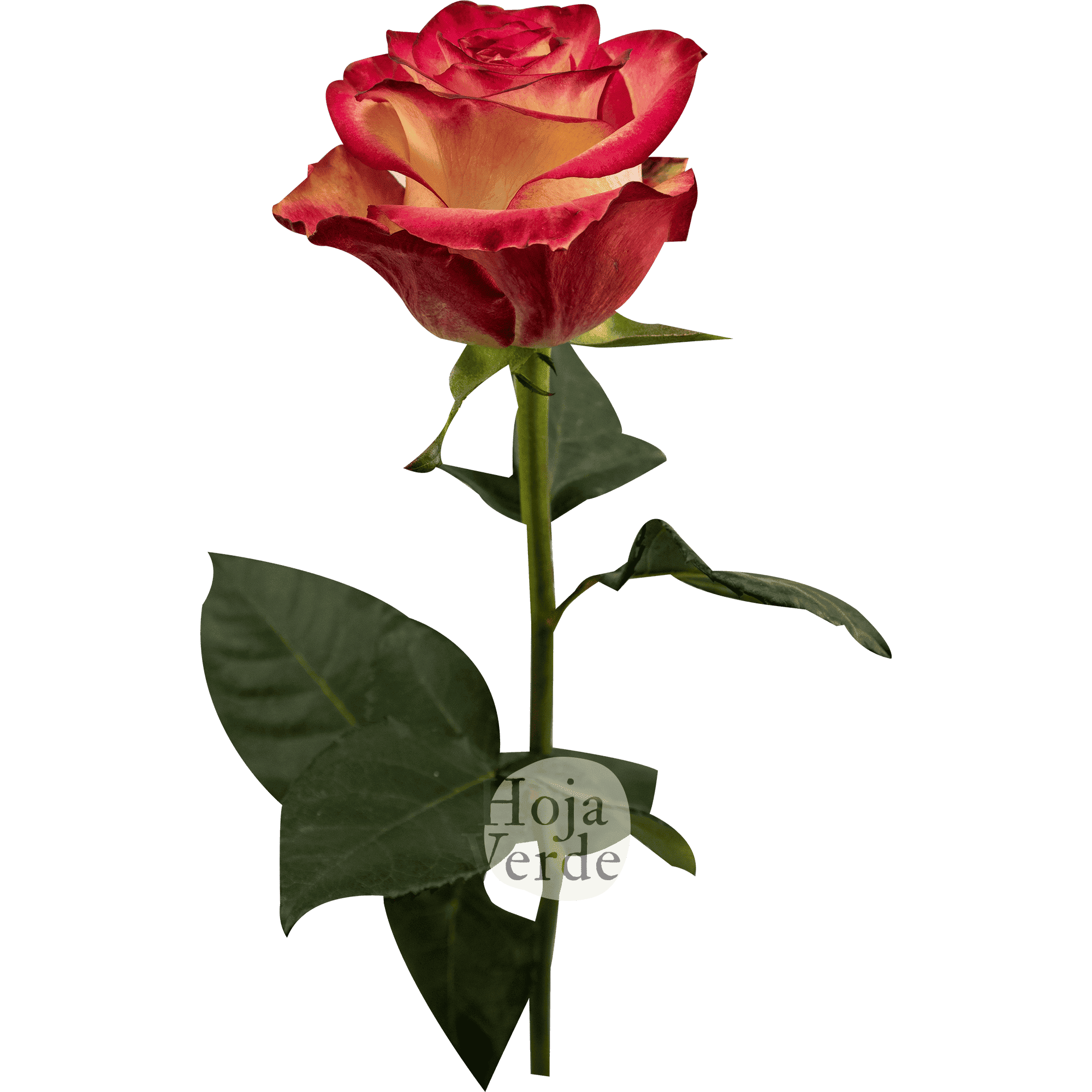 Discovery by Hoja Verde, a bi-colored rose with creamy petals and vivid hot pink edges.
