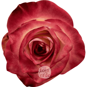 Discovery by Hoja Verde, a bi-colored rose with creamy petals and vivid hot pink edges.