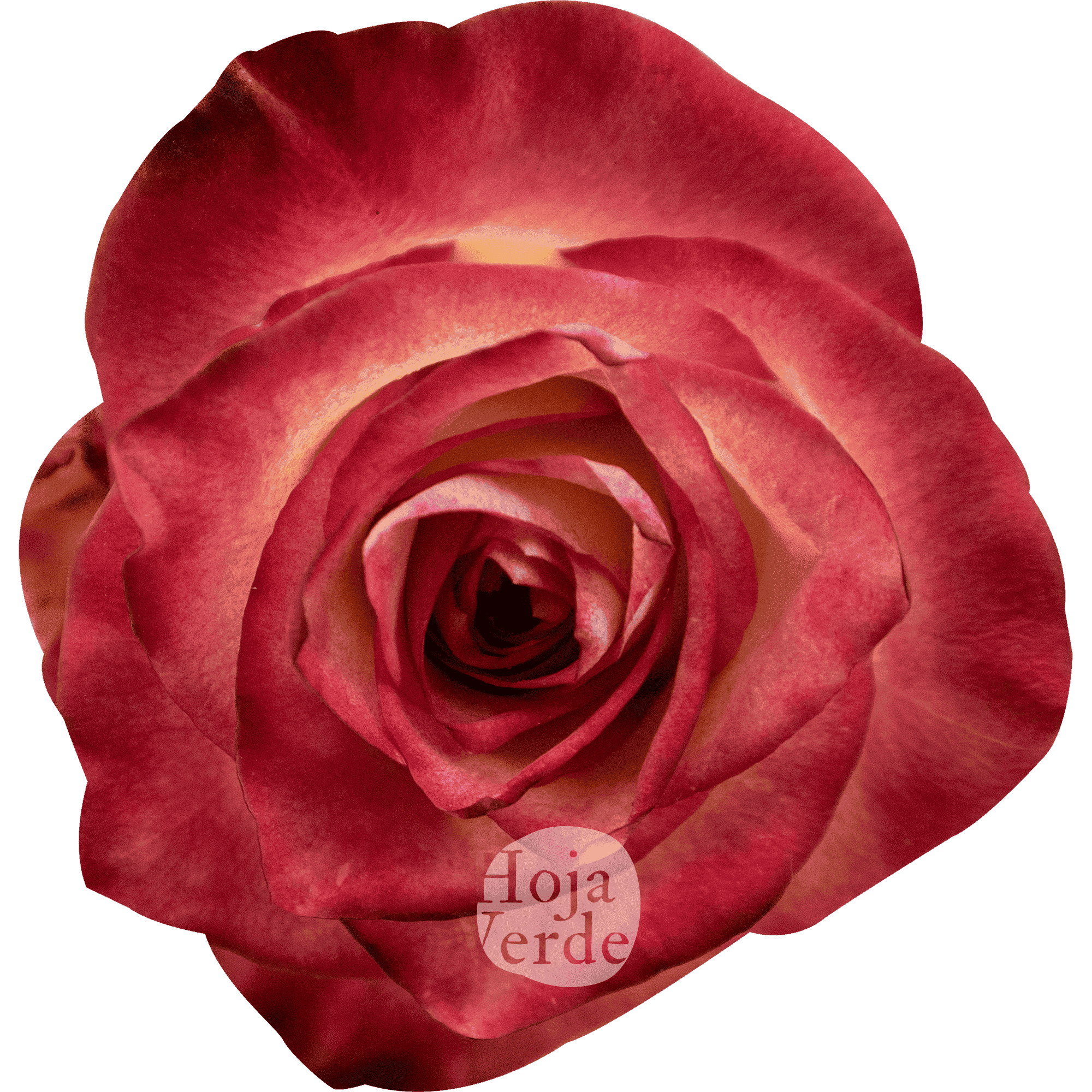 Discovery by Hoja Verde, a bi-colored rose with creamy petals and vivid hot pink edges.