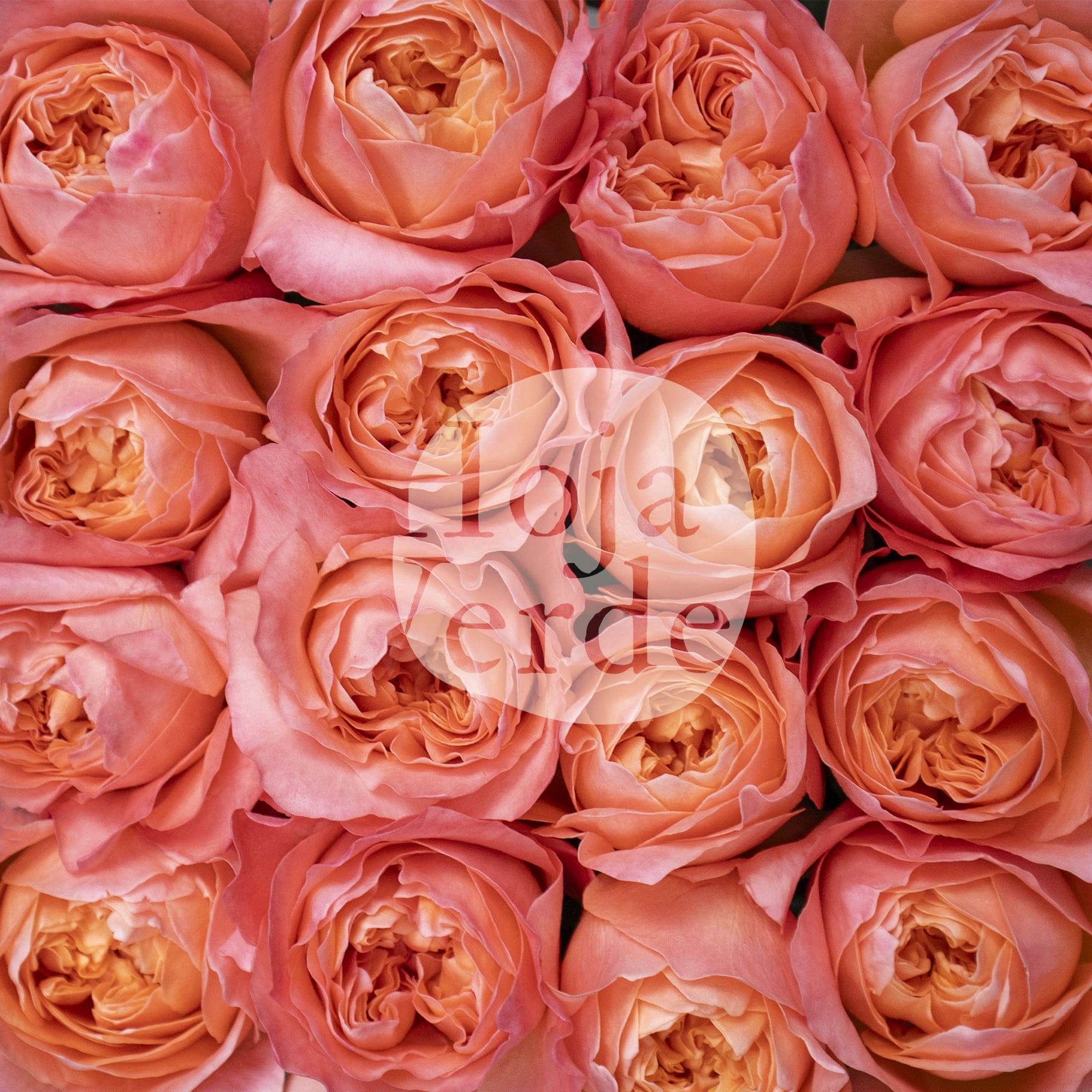 Dragonfly by Hoja Verde, garden-style rose with pink, coral, and peach tones and a striking green center