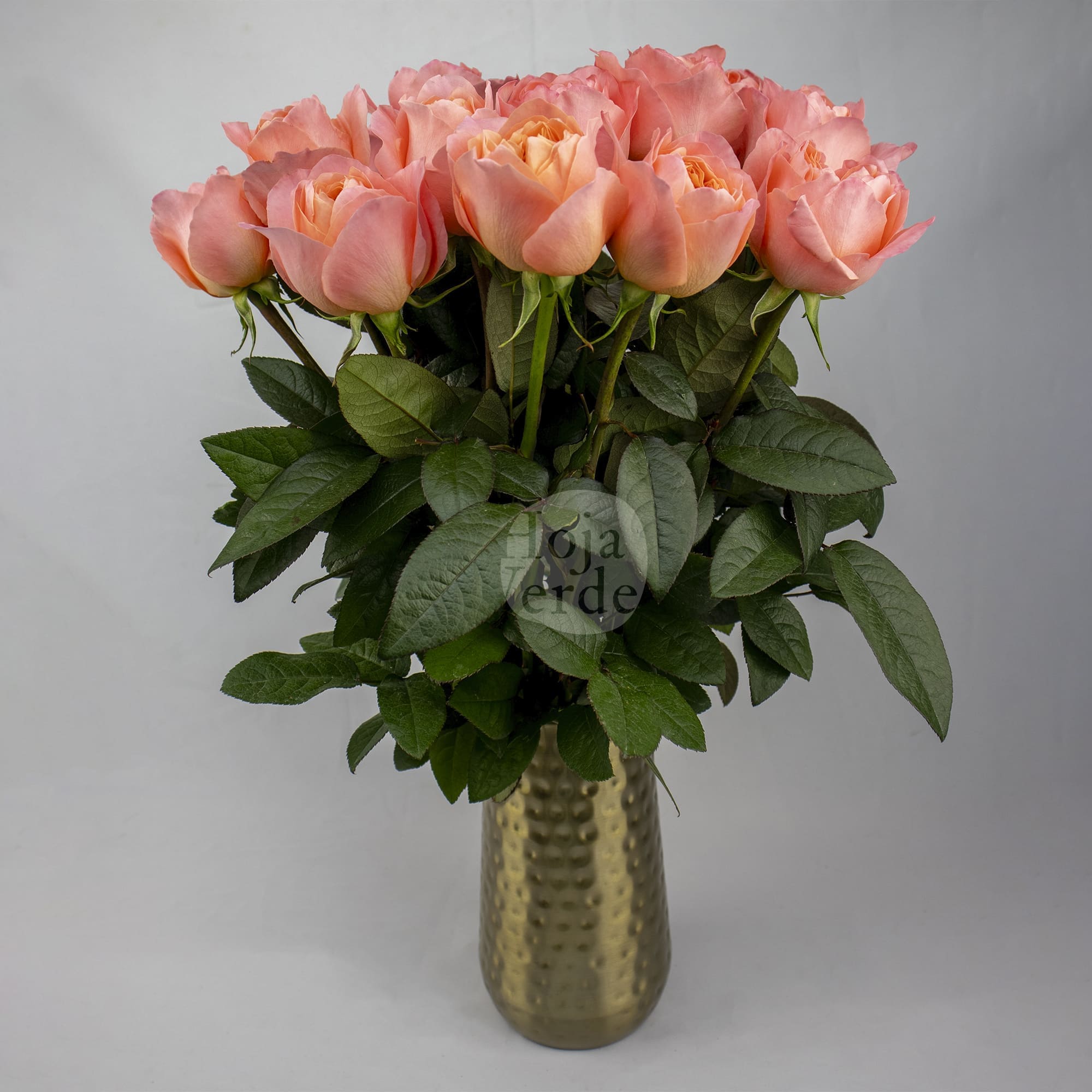 Dragonfly by Hoja Verde, garden-style rose with pink, coral, and peach tones and a striking green center