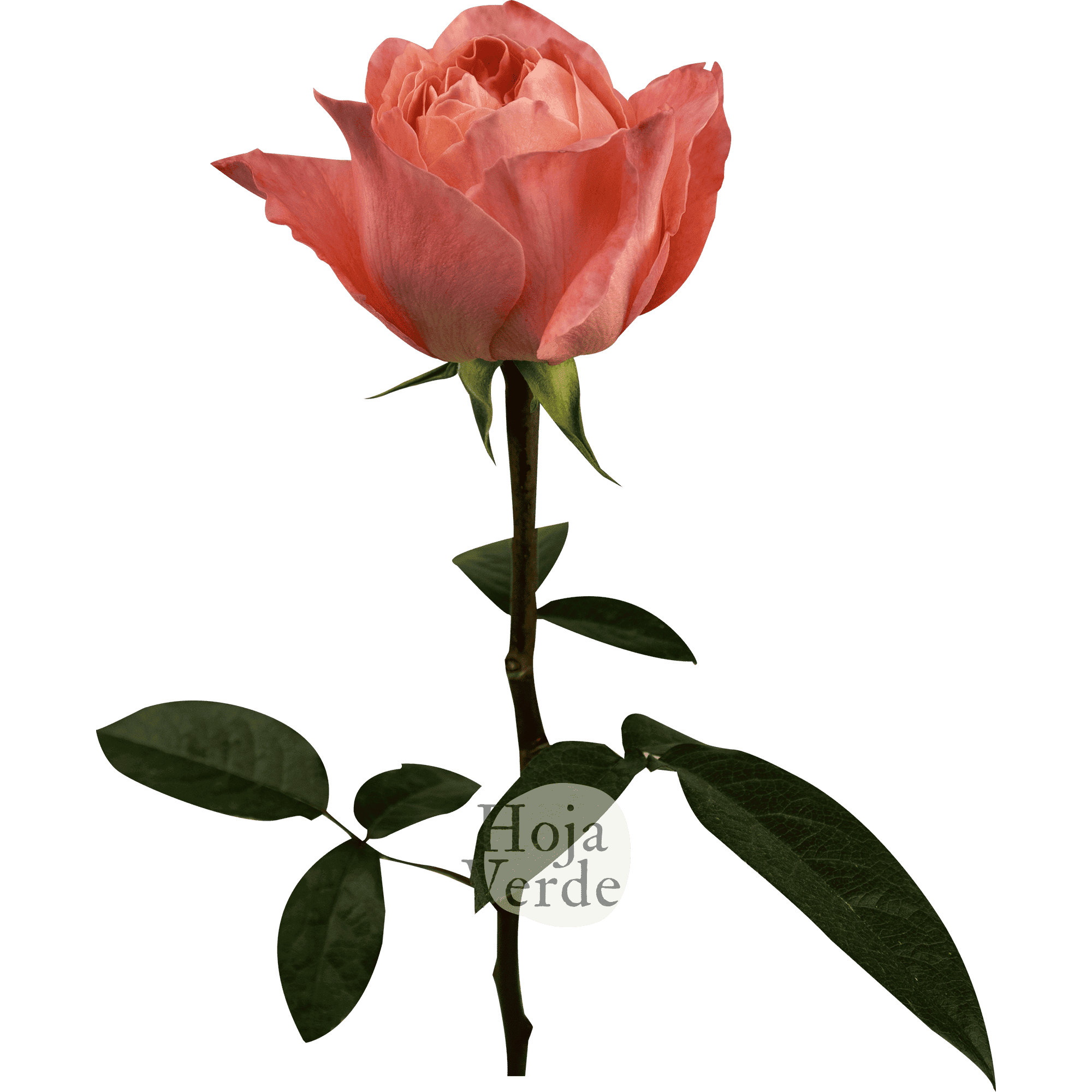 Dragonfly by Hoja Verde, garden-style rose with pink, coral, and peach tones and a striking green center