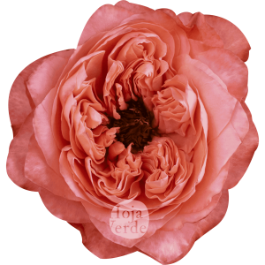 Dragonfly by Hoja Verde, garden-style rose with pink, coral, and peach tones and a striking green center