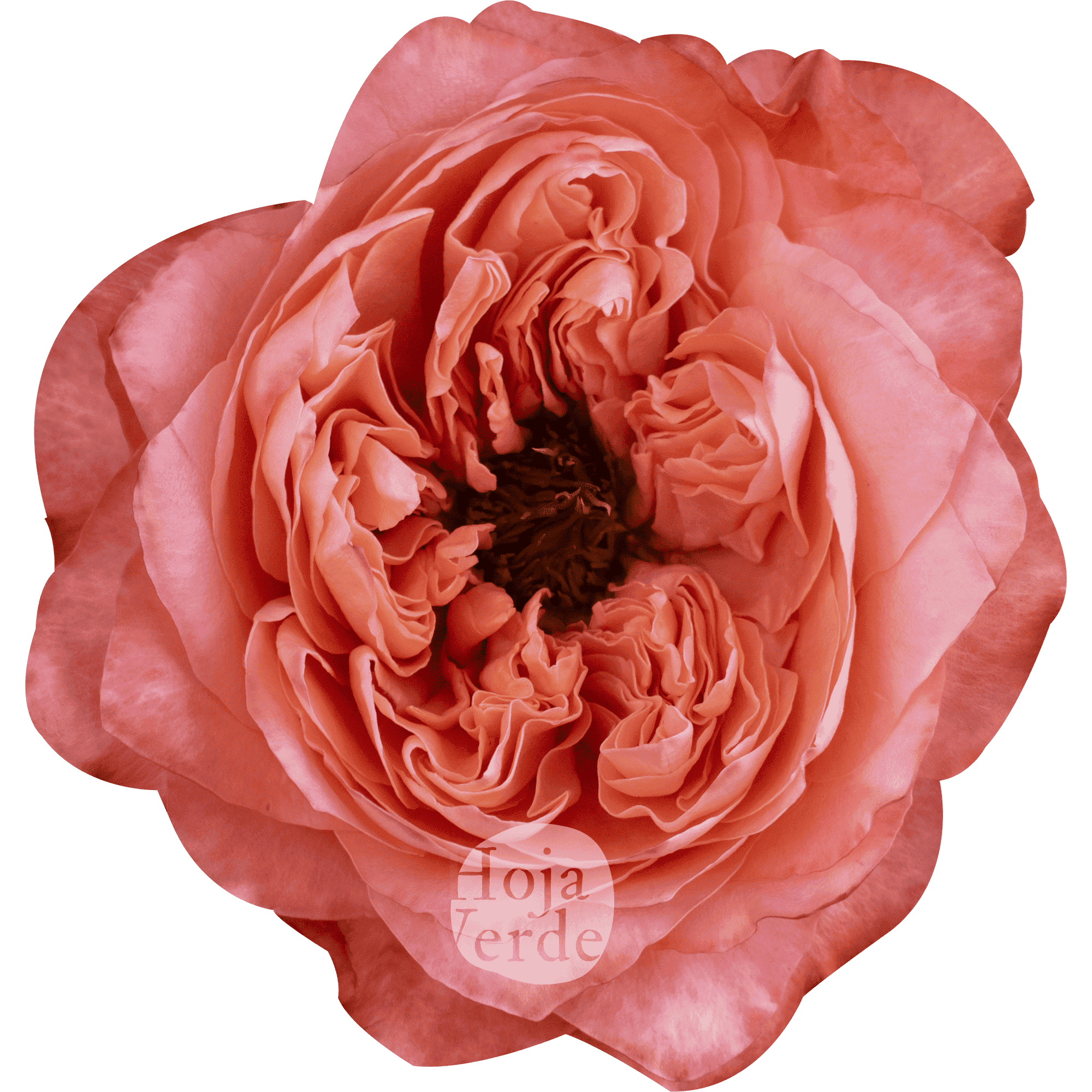 Dragonfly by Hoja Verde, garden-style rose with pink, coral, and peach tones and a striking green center