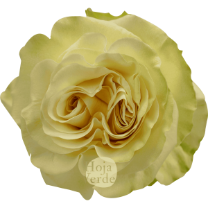 Dynamic by Hoja Verde is a pure cream rose with refined classic shape