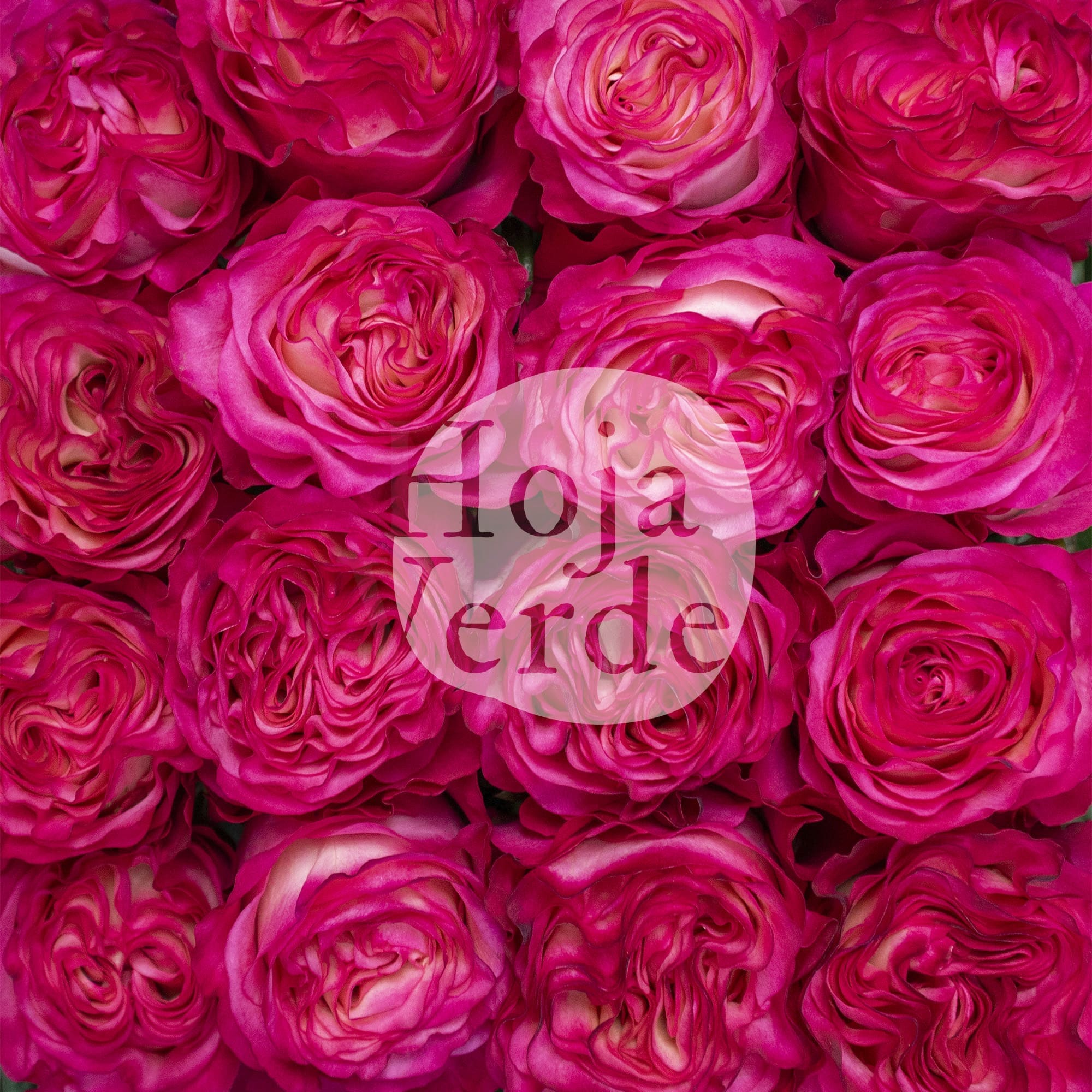 Enchantment by Hoja Verde, a bicolor rose with white and hot pink ruffled petals