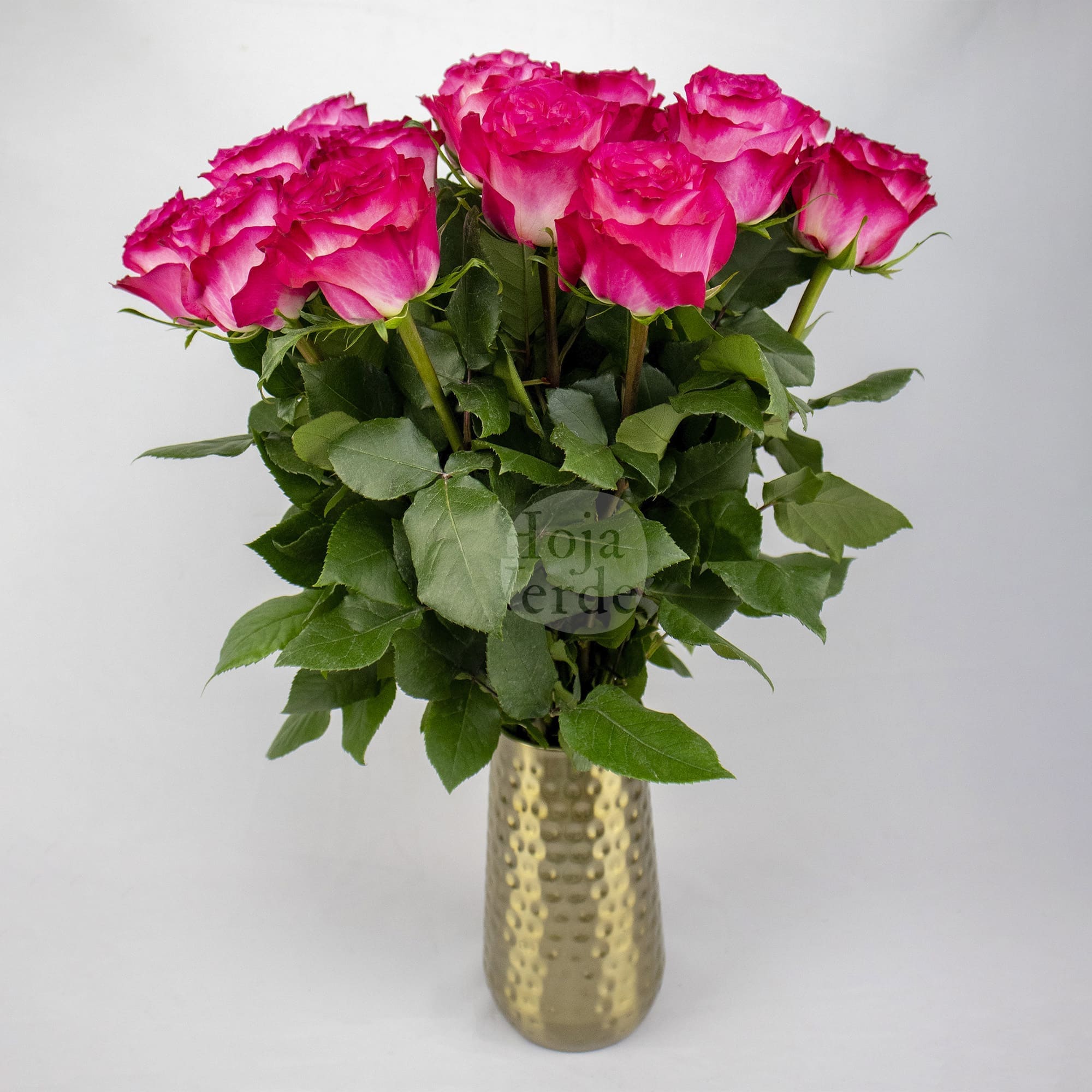 Enchantment by Hoja Verde, a bicolor rose with white and hot pink ruffled petals