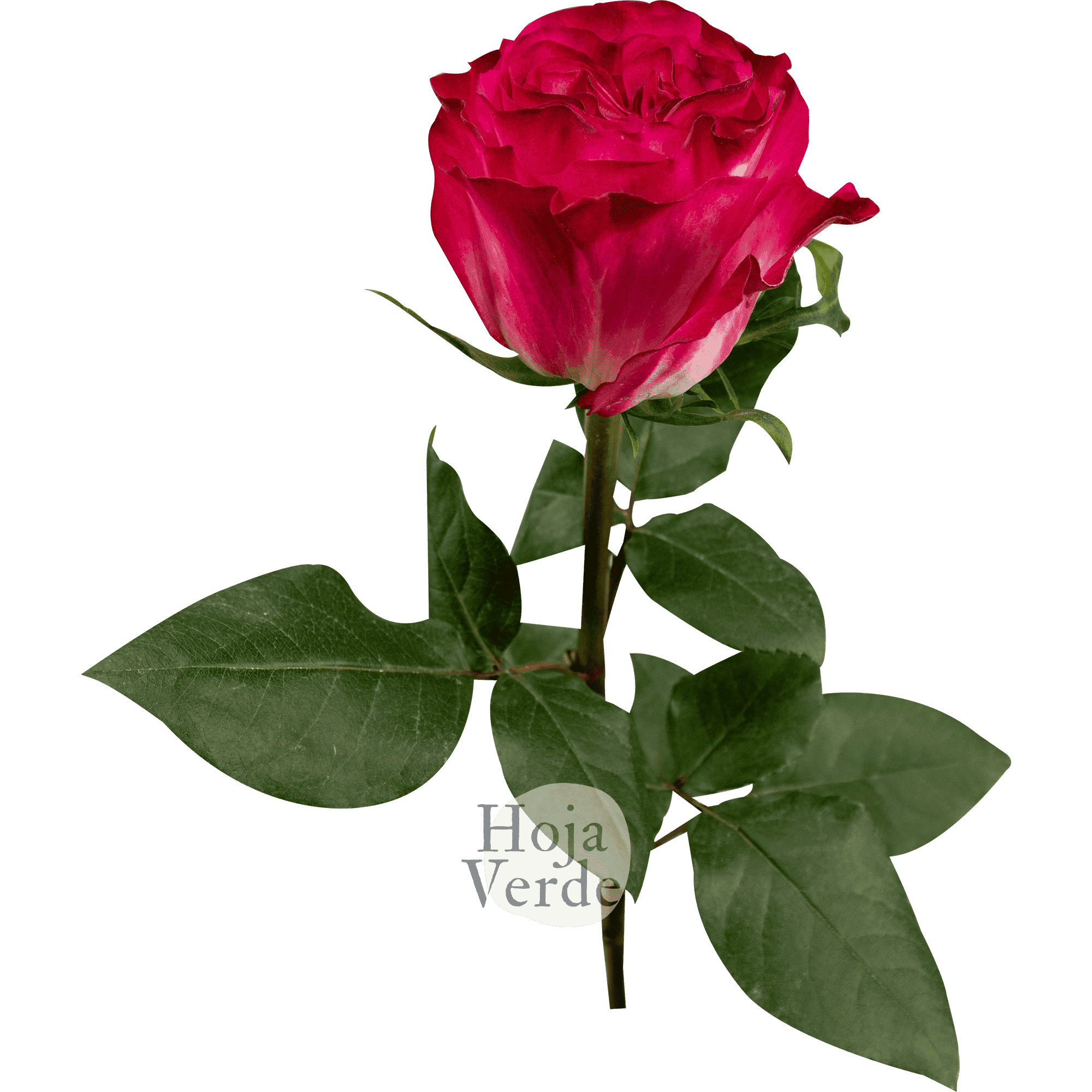 Enchantment by Hoja Verde, a bicolor rose with white and hot pink ruffled petals