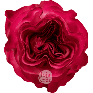 Enchantment by Hoja Verde, a bicolor rose with white and hot pink ruffled petals