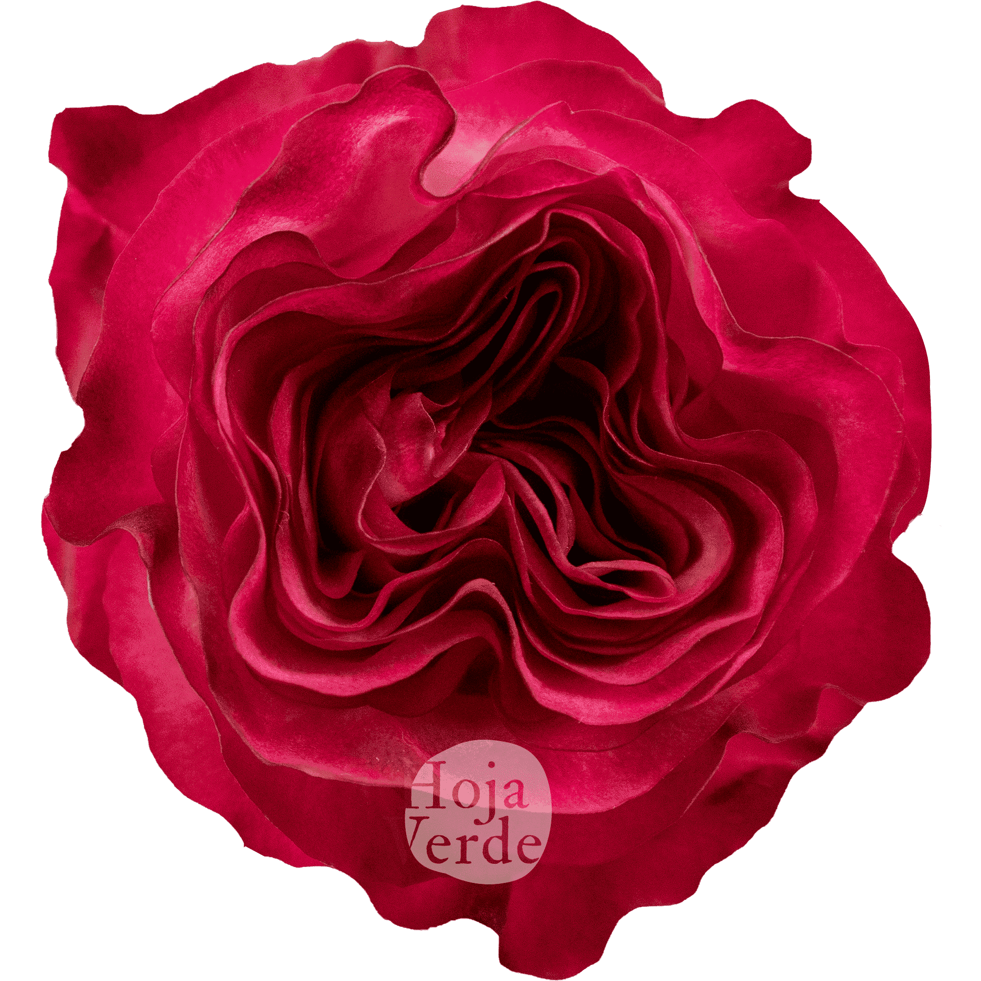 Enchantment by Hoja Verde, a bicolor rose with white and hot pink ruffled petals