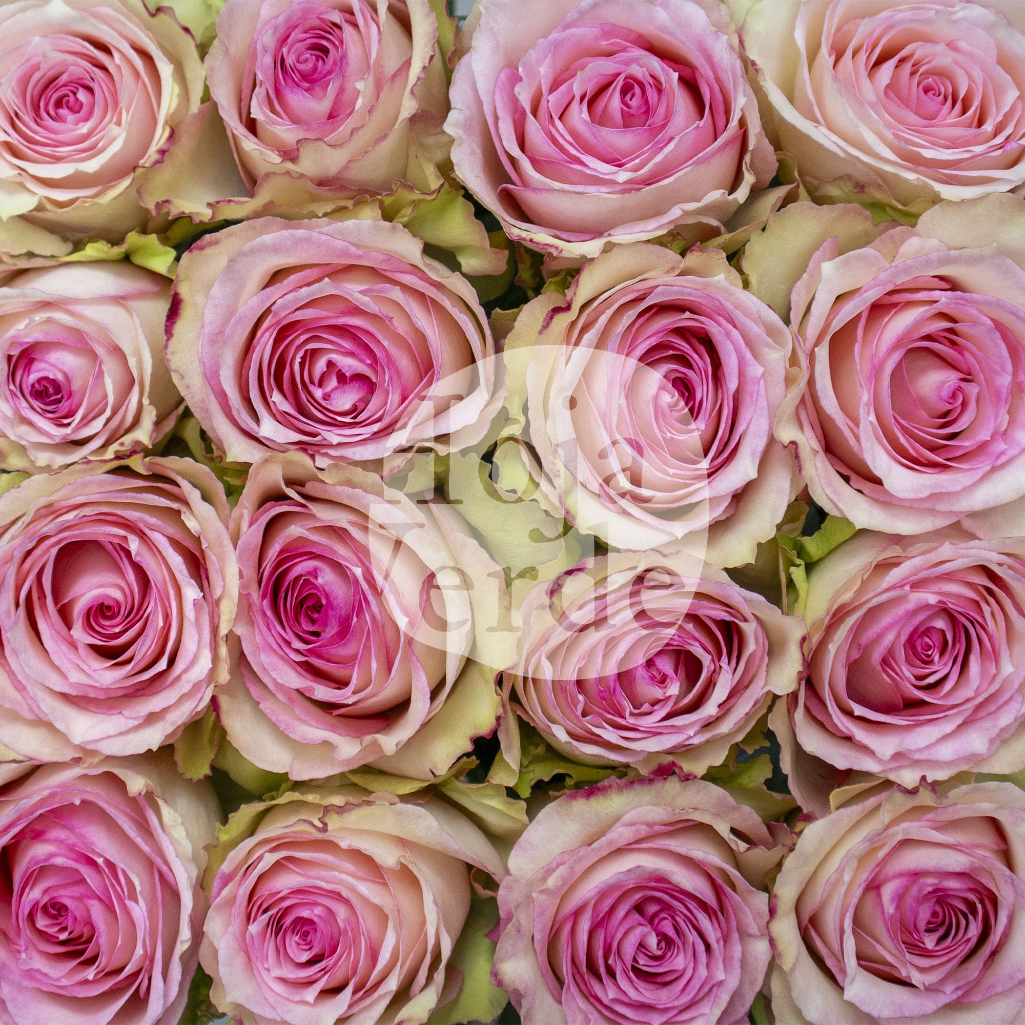 Esperance rose by Hoja Verde, featuring soft pink petals with antique green edges and a subtle vintage appearance