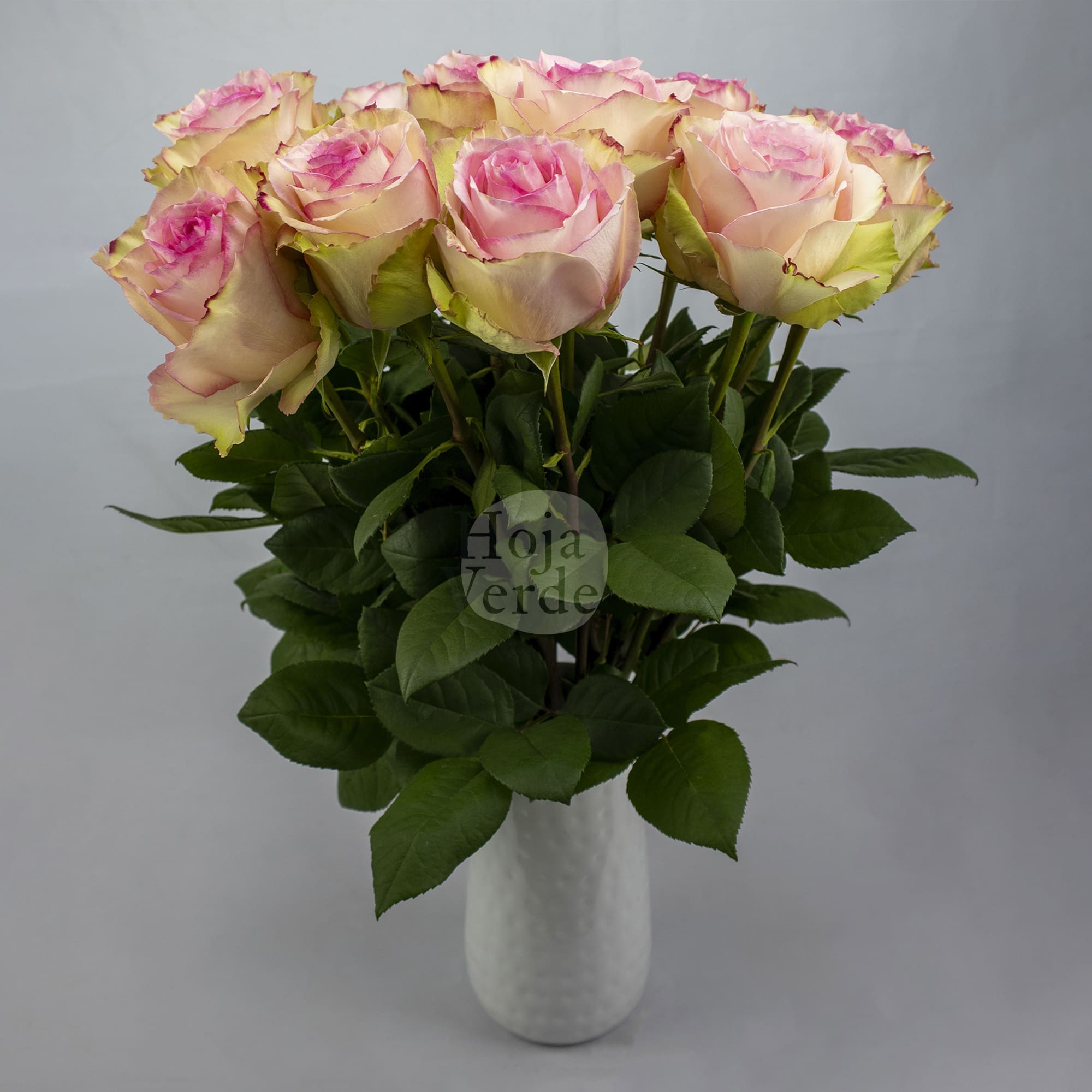 Esperance rose by Hoja Verde, featuring soft pink petals with antique green edges and a subtle vintage appearance