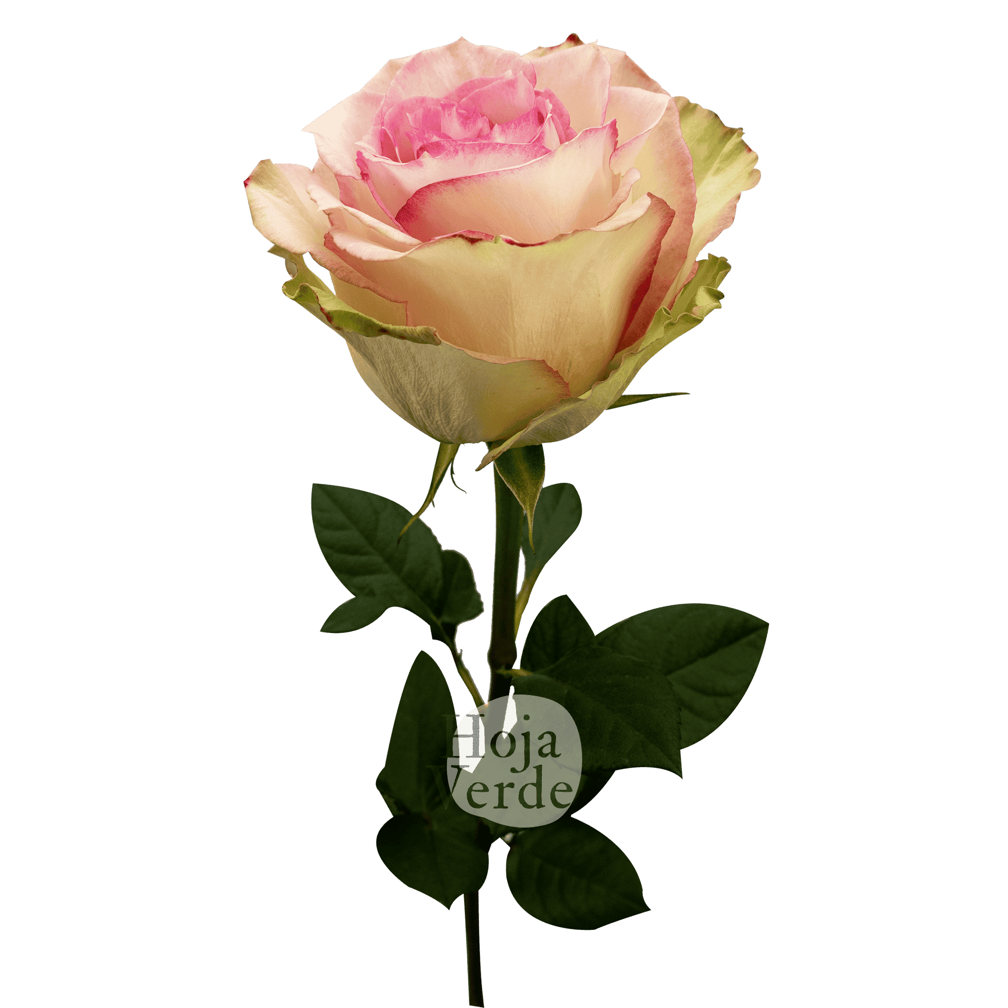 Esperance rose by Hoja Verde, featuring soft pink petals with antique green edges and a subtle vintage appearance