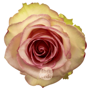 Esperance rose by Hoja Verde, featuring soft pink petals with antique green edges and a subtle vintage appearance