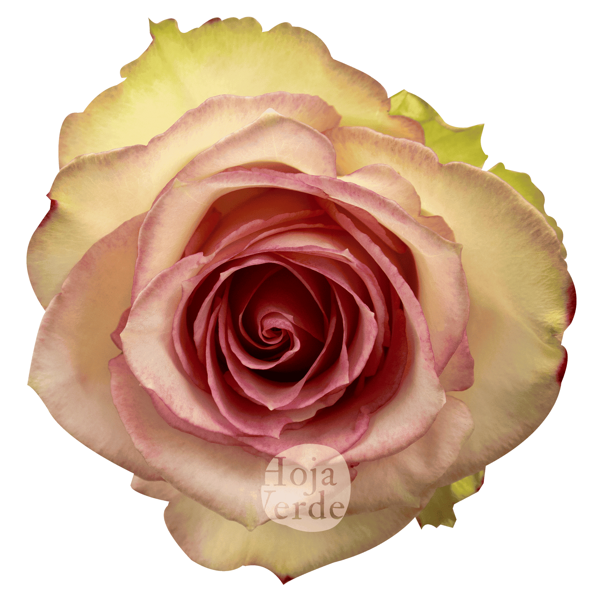 Esperance rose by Hoja Verde, featuring soft pink petals with antique green edges and a subtle vintage appearance