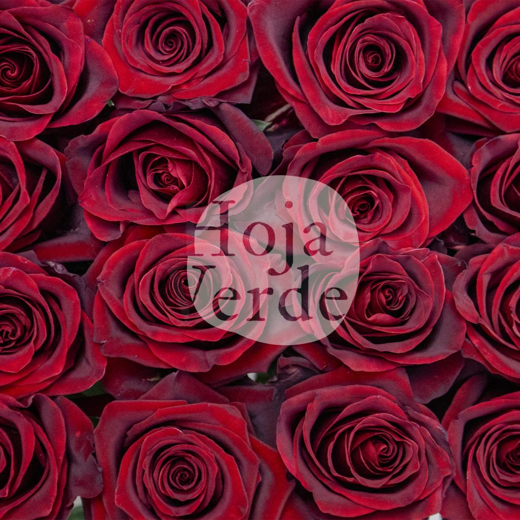 Explorer rose by Hoja Verde – premium Ecuadorian rose known for its deep red tone and long-lasting performance