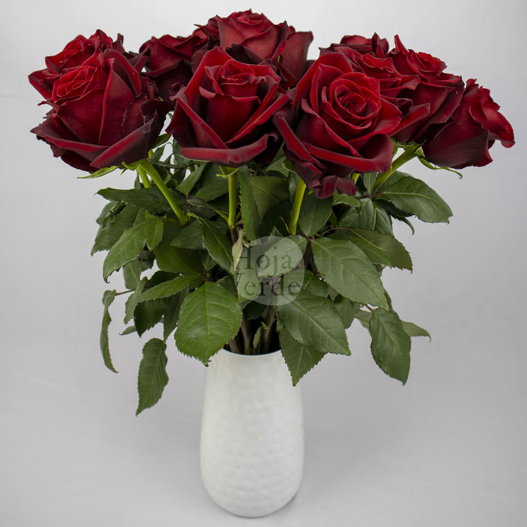 Explorer rose by Hoja Verde – premium Ecuadorian rose known for its deep red tone and long-lasting performance