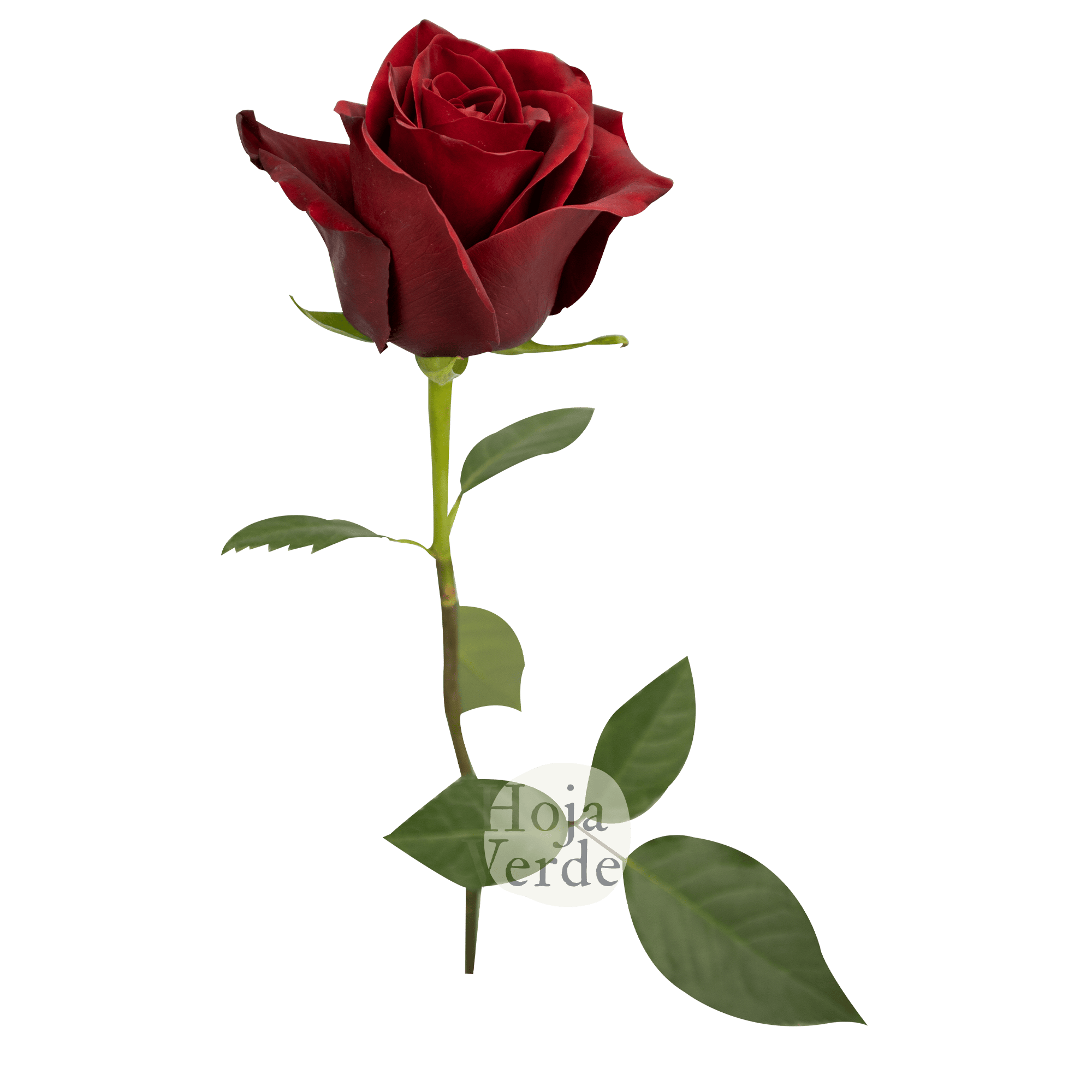 Explorer rose by Hoja Verde – premium Ecuadorian rose known for its deep red tone and long-lasting performance