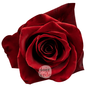 Explorer rose by Hoja Verde – premium Ecuadorian rose known for its deep red tone and long-lasting performance