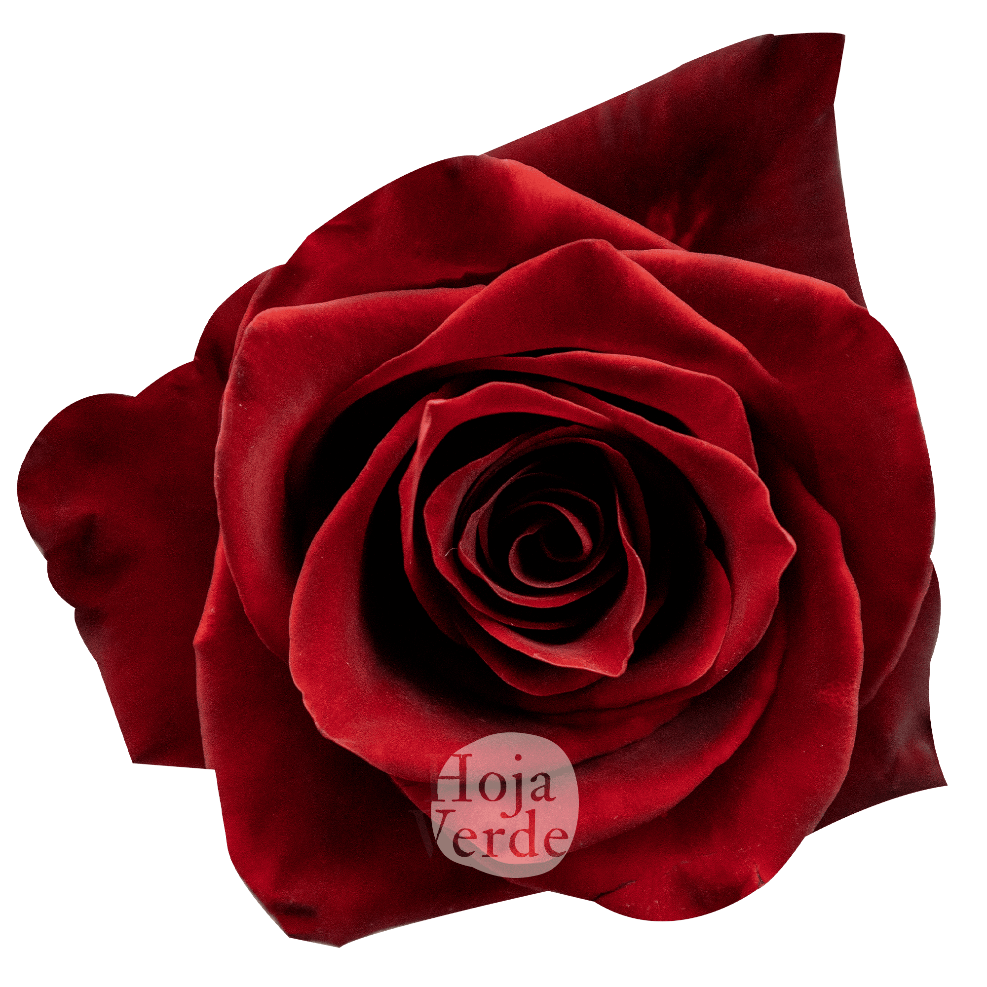 Explorer rose by Hoja Verde – premium Ecuadorian rose known for its deep red tone and long-lasting performance