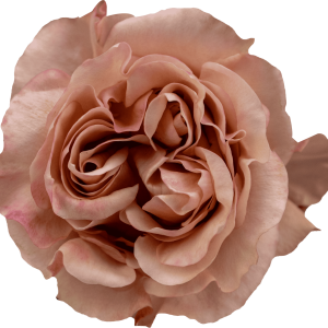 Fascination rose by Hoja Verde with soft pink and peachy pink hues