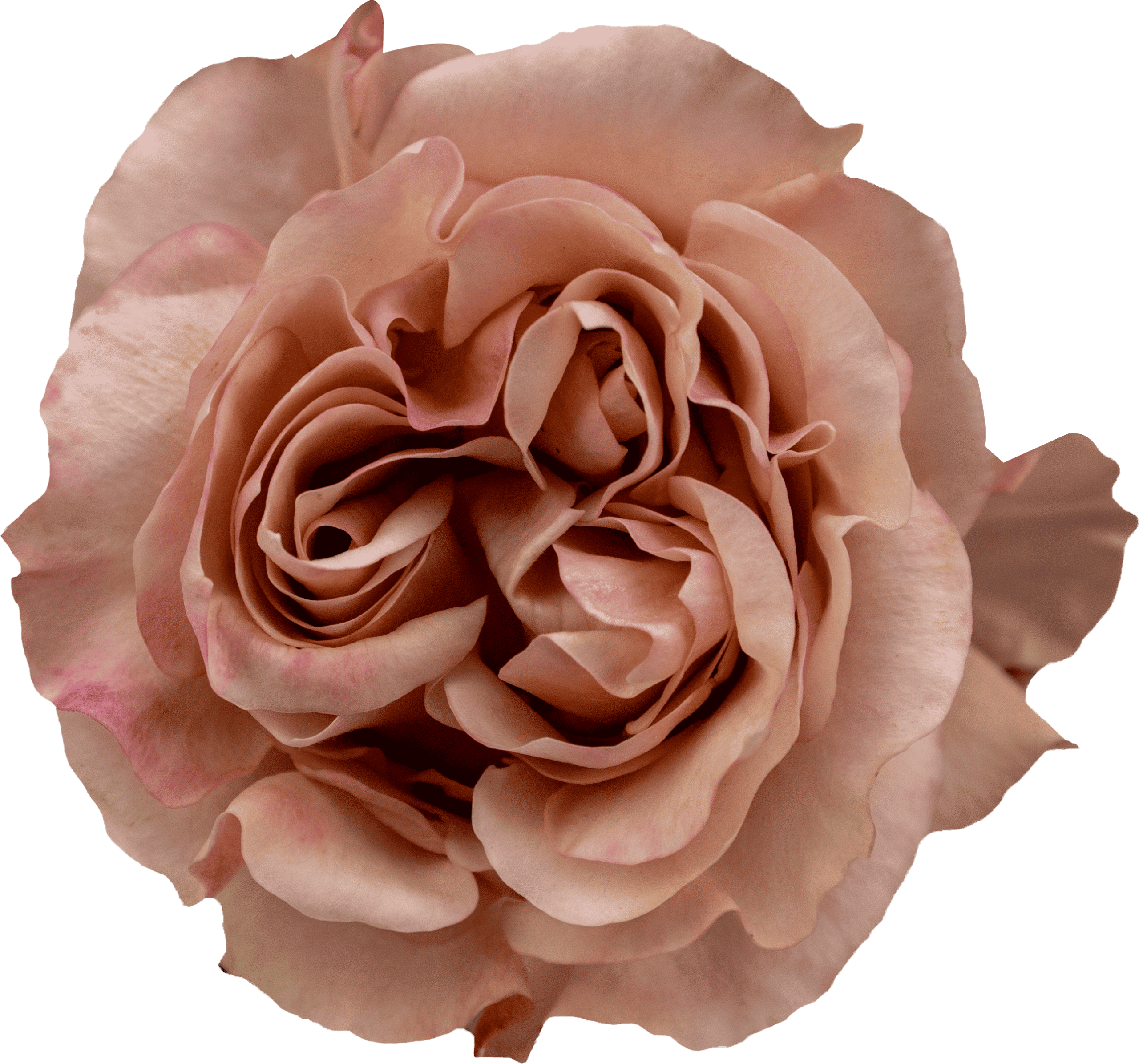 Fascination rose by Hoja Verde with soft pink and peachy pink hues