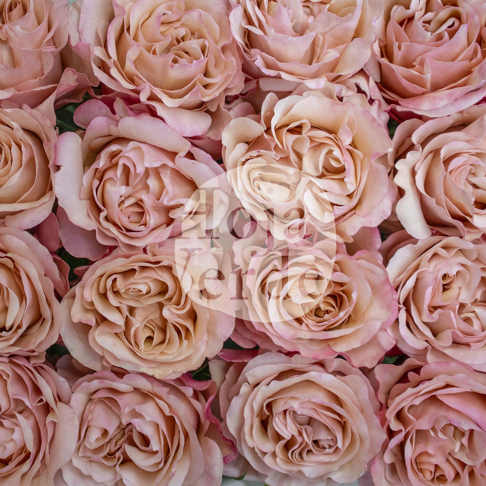 Fascination rose by Hoja Verde with soft pink and peachy pink hues