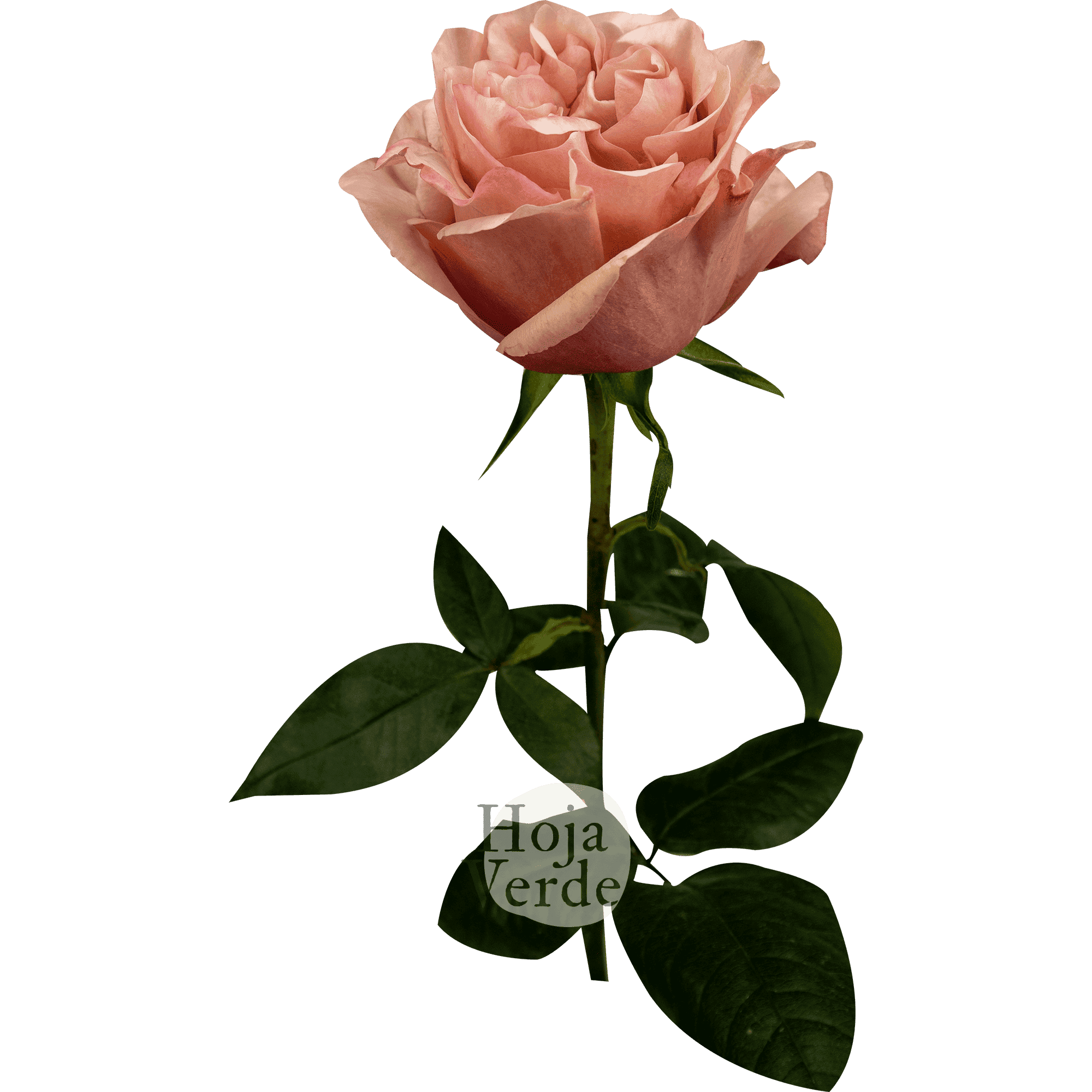 Fascination rose by Hoja Verde with soft pink and peachy pink hues