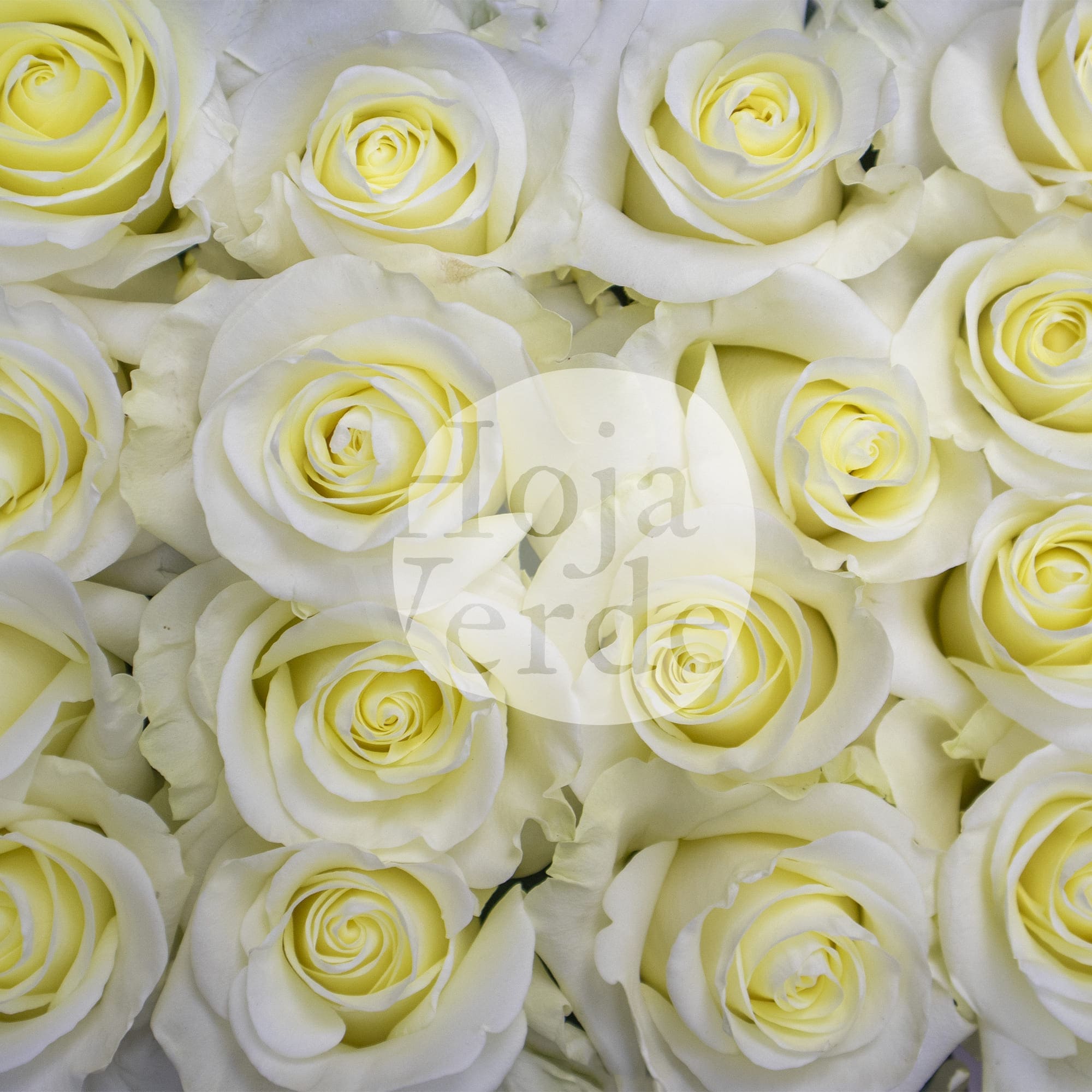 First Lady rose by Hoja Verde with soft white petals forming a subtle creamy hue at the center.