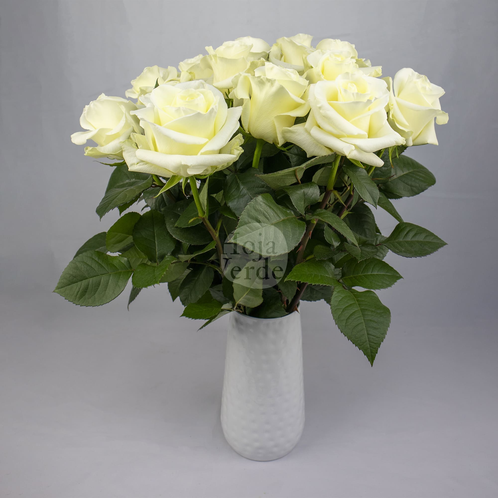 First Lady rose by Hoja Verde with soft white petals forming a subtle creamy hue at the center.