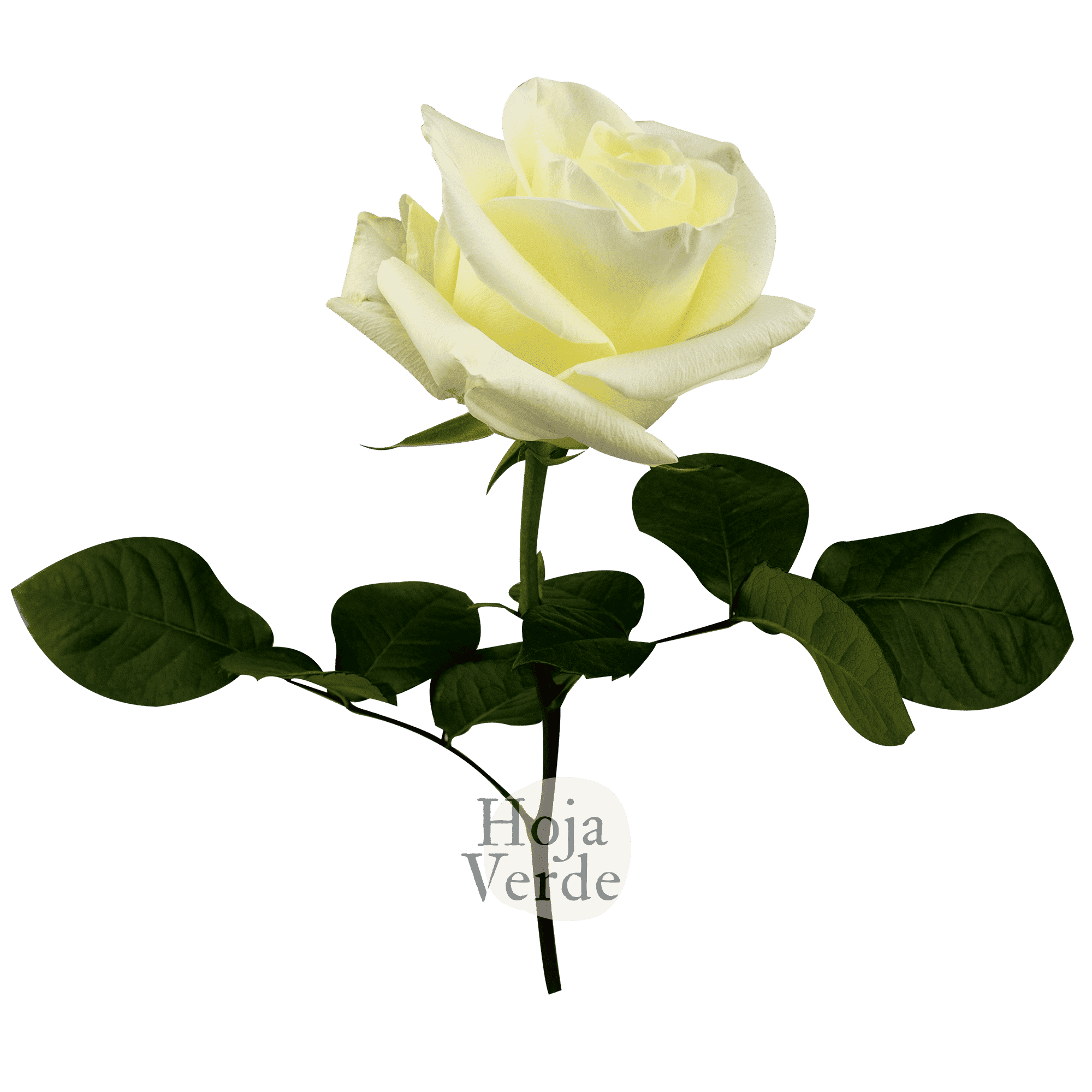 First Lady rose by Hoja Verde with soft white petals forming a subtle creamy hue at the center.