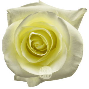 First Lady rose by Hoja Verde with soft white petals forming a subtle creamy hue at the center.