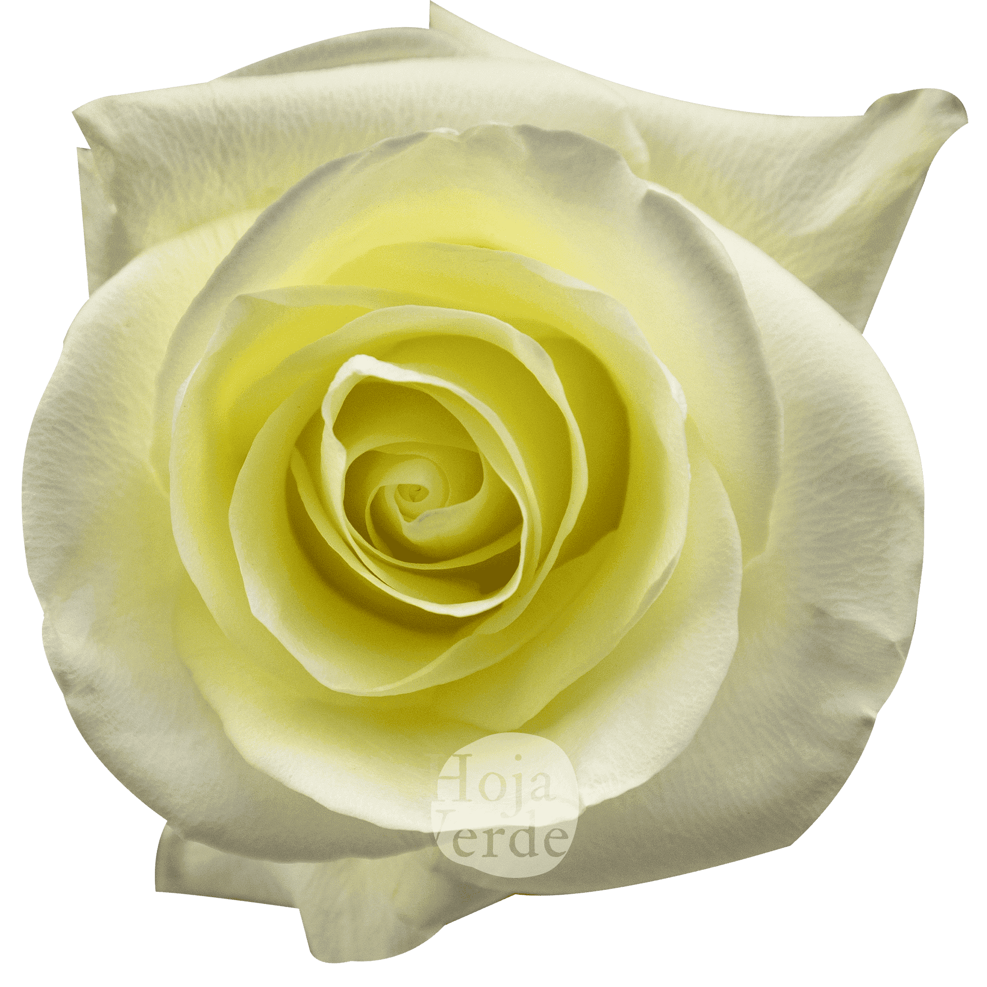 First Lady rose by Hoja Verde with soft white petals forming a subtle creamy hue at the center.