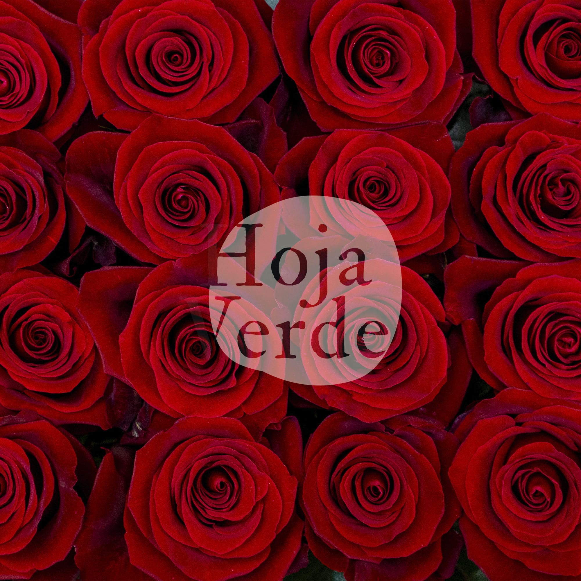 Fortune rose by Hoja Verde with rich deep red hues and velvety petals, a bold and trendy new variety