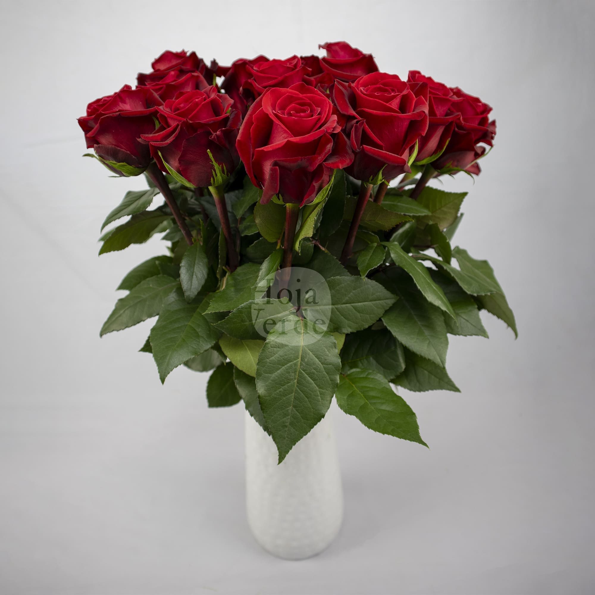Fortune rose by Hoja Verde with rich deep red hues and velvety petals, a bold and trendy new variety