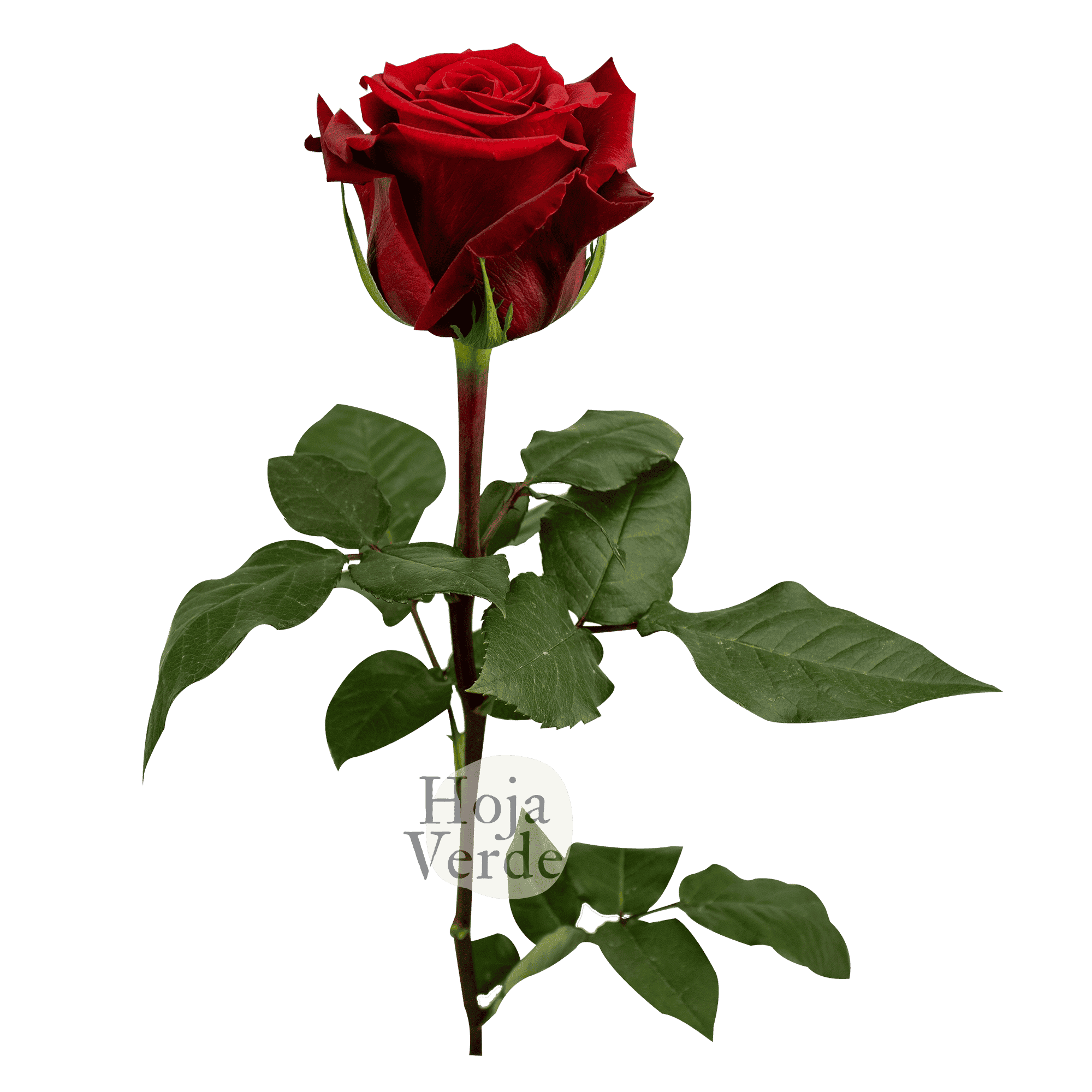 Fortune rose by Hoja Verde with rich deep red hues and velvety petals, a bold and trendy new variety