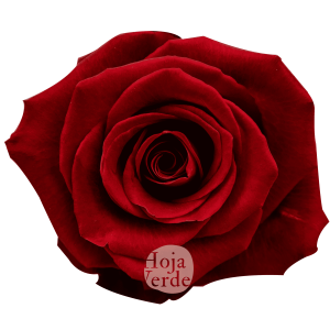 Fortune rose by Hoja Verde with rich deep red hues and velvety petals, a bold and trendy new variety