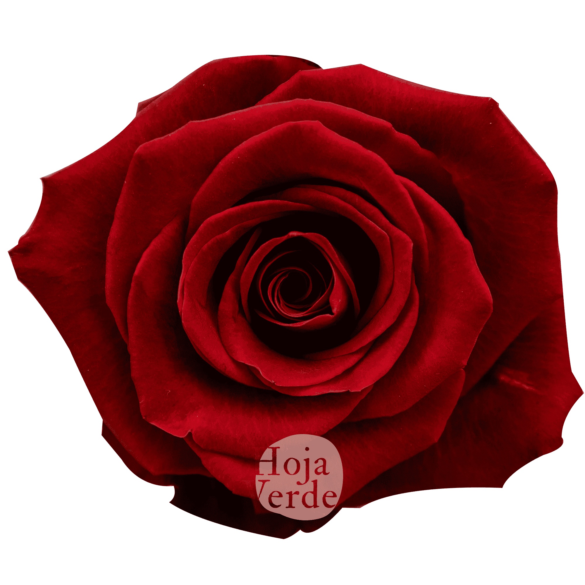 Fortune rose by Hoja Verde with rich deep red hues and velvety petals, a bold and trendy new variety