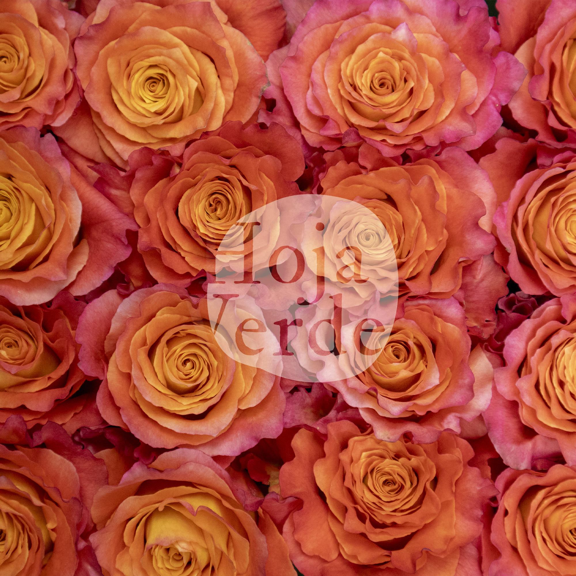 Free Spirit rose by Hoja Verde, vibrant Ecuadorian rose with coral outer petals and a warm orange center.