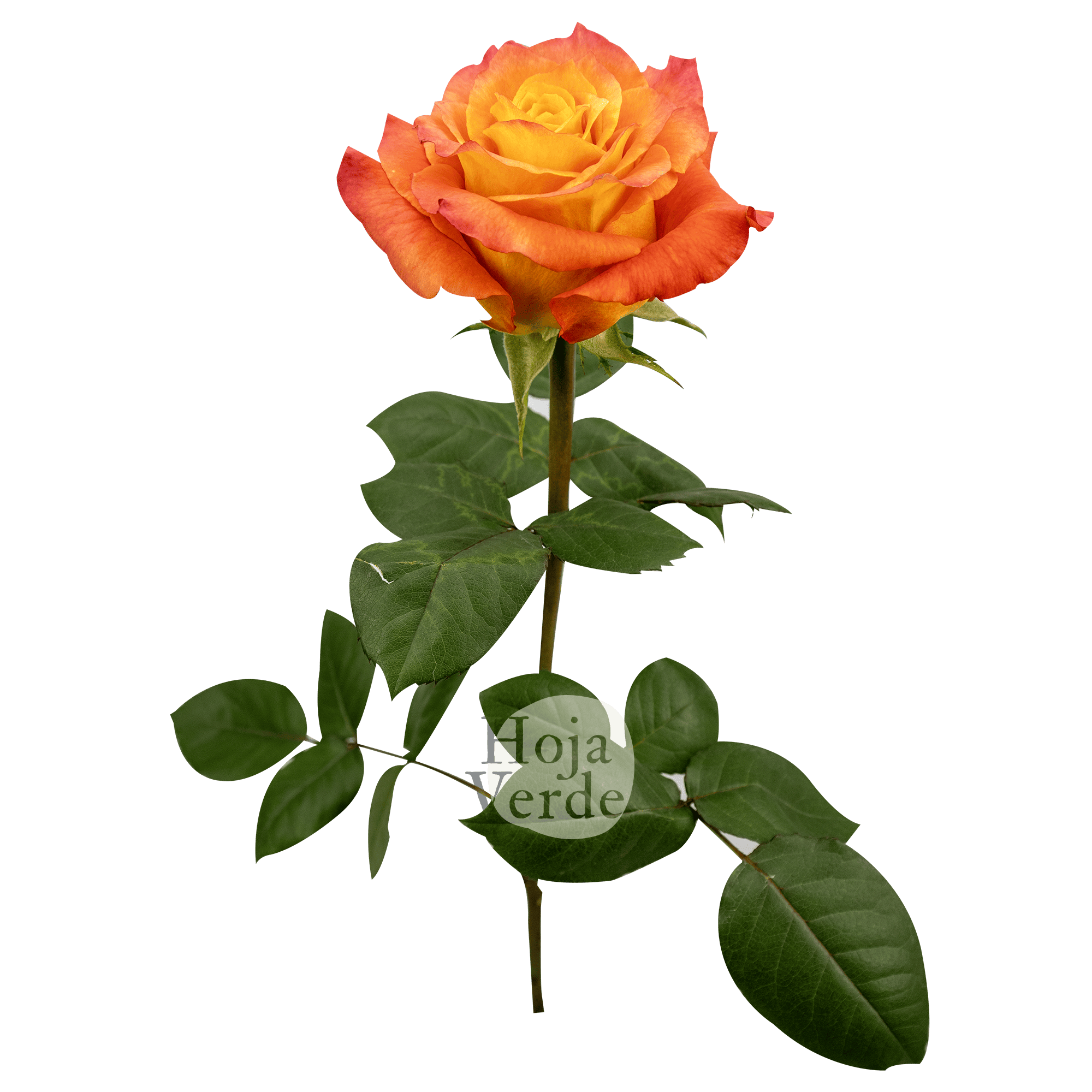 Free Spirit rose by Hoja Verde, vibrant Ecuadorian rose with coral outer petals and a warm orange center.