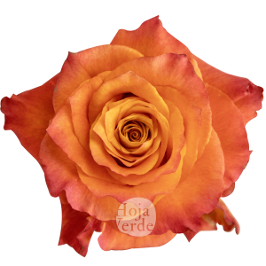 Free Spirit rose by Hoja Verde, vibrant Ecuadorian rose with coral outer petals and a warm orange center.