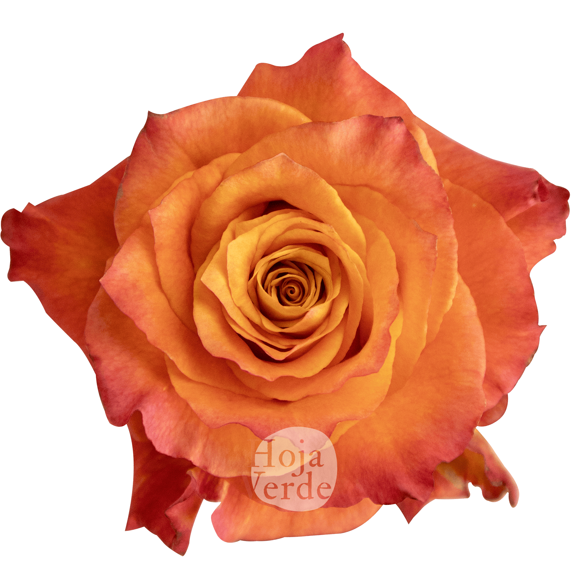 Free Spirit rose by Hoja Verde, vibrant Ecuadorian rose with coral outer petals and a warm orange center.
