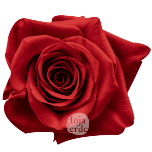Freedom rose by Hoja Verde with vibrant red petals and a classic shape