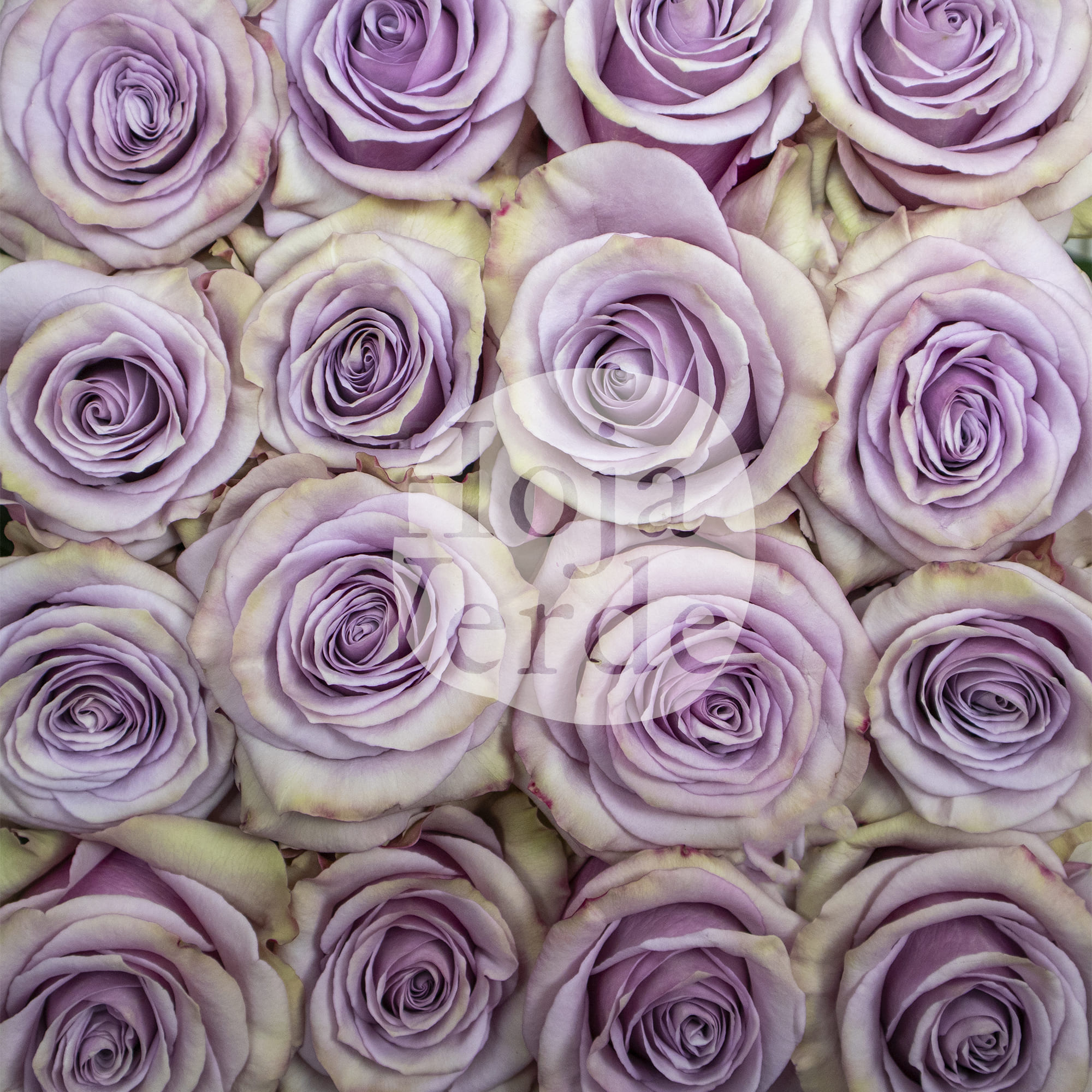 Friends lavender rose by Hoja Verde, elegant Ecuadorian rose in a soft lavender hue