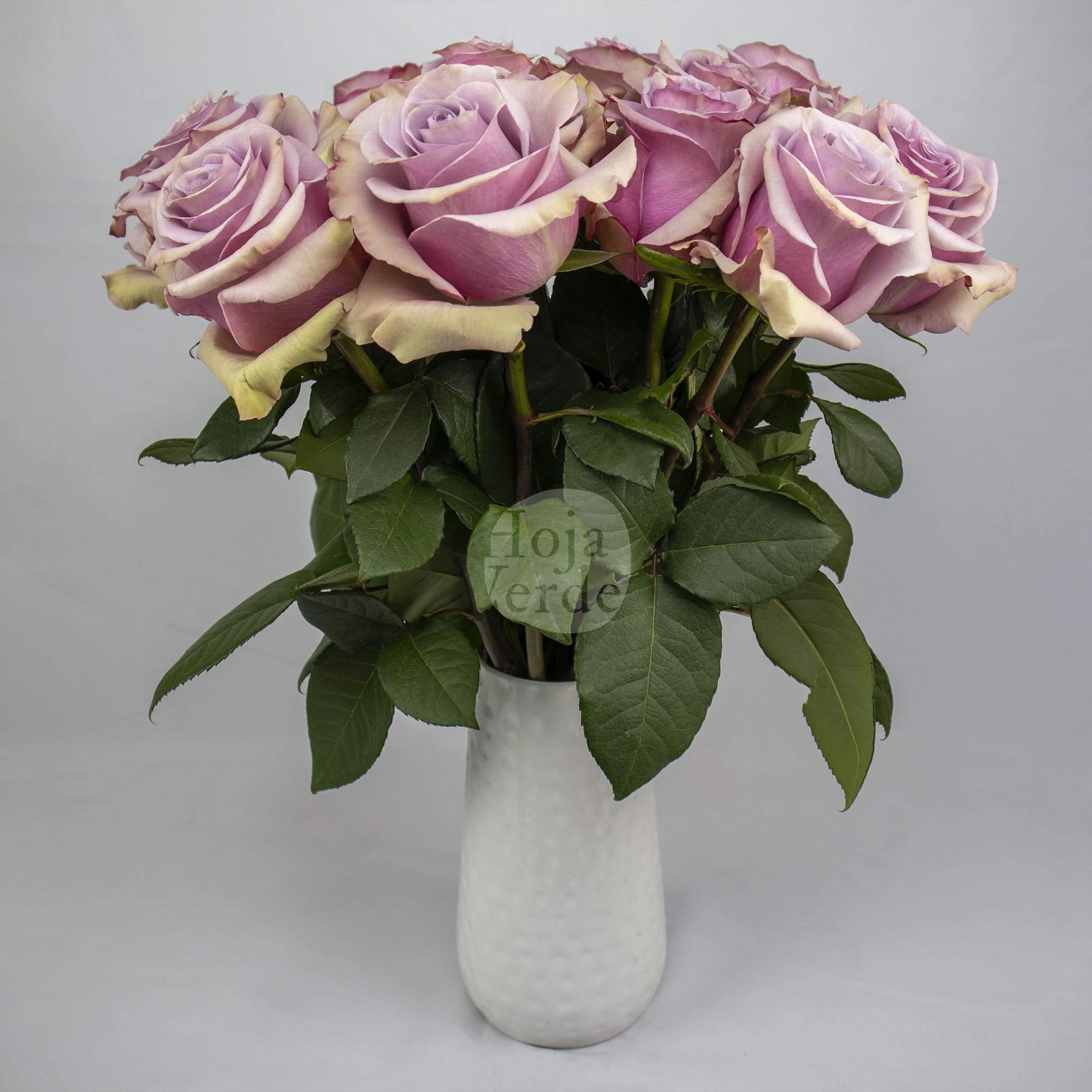 Friends lavender rose by Hoja Verde, elegant Ecuadorian rose in a soft lavender hue