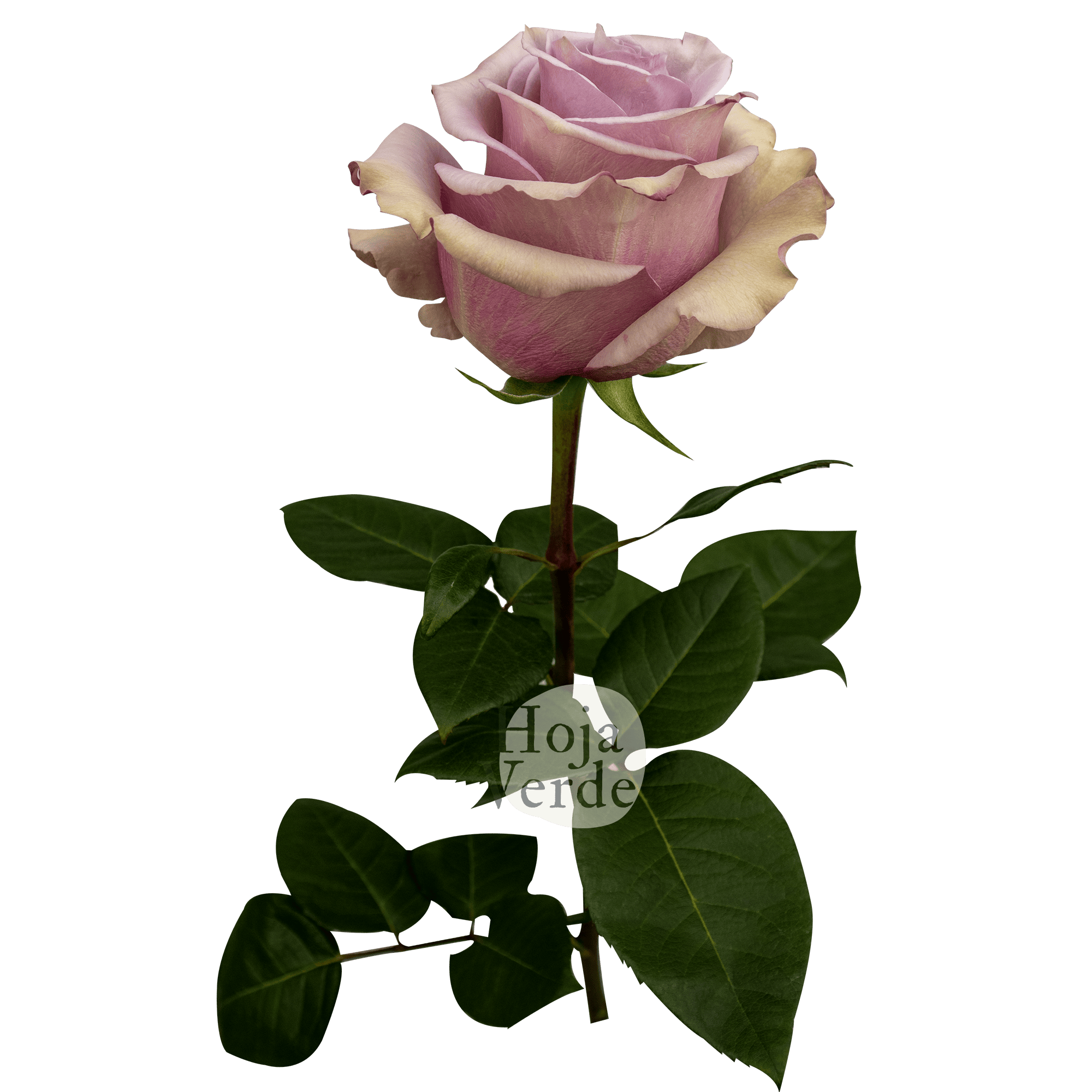 Friends lavender rose by Hoja Verde, elegant Ecuadorian rose in a soft lavender hue
