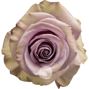 Friends lavender rose by Hoja Verde, elegant Ecuadorian rose in a soft lavender hue
