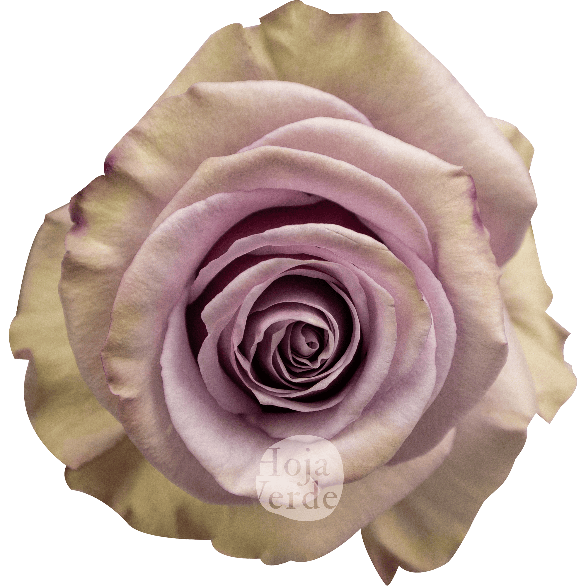 Friends lavender rose by Hoja Verde, elegant Ecuadorian rose in a soft lavender hue